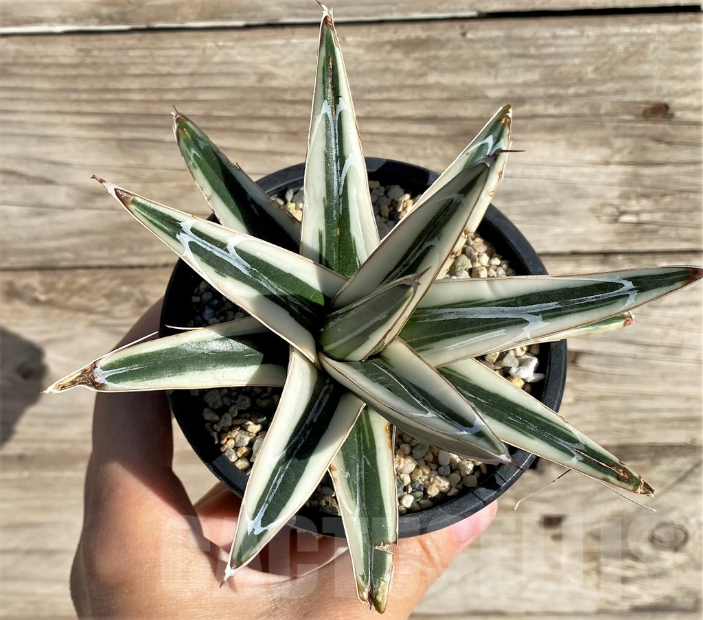 SHPR33642 Agave victoriae-reginae ‘White Rhino’