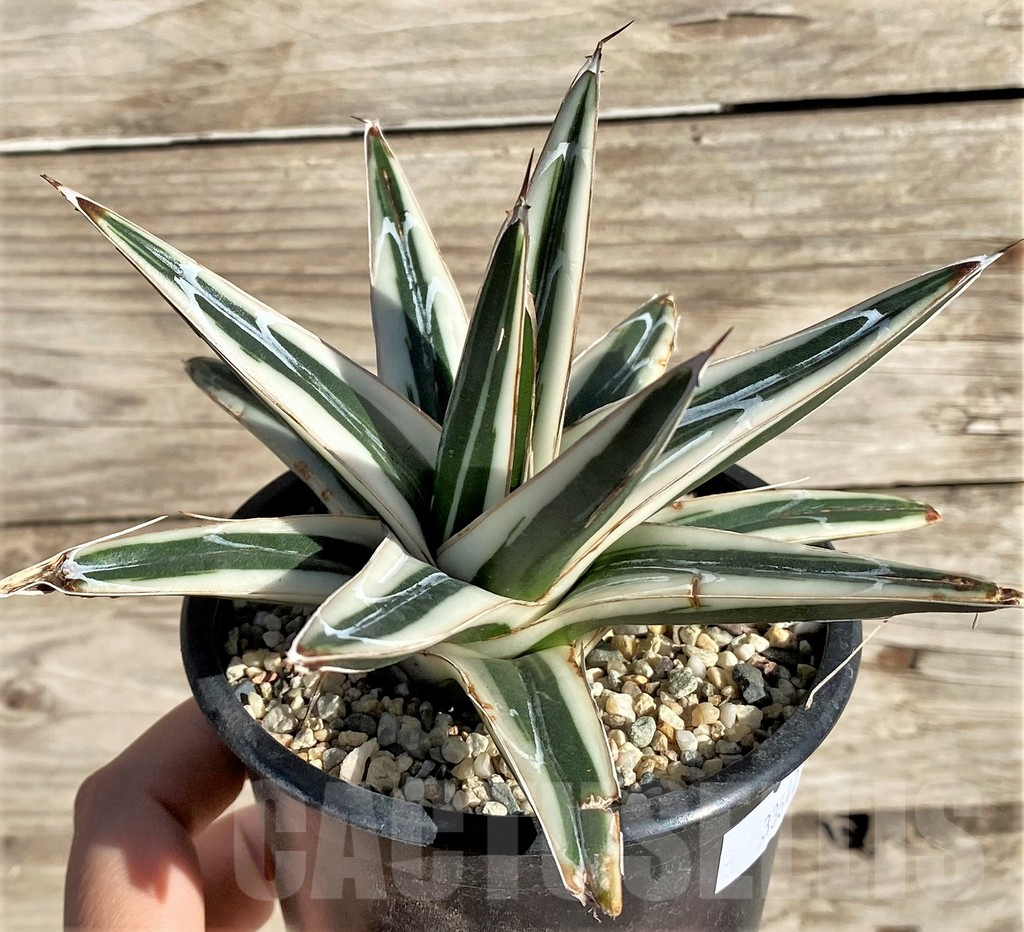 SHPR33642 Agave victoriae-reginae ‘White Rhino’ - Imagen 2