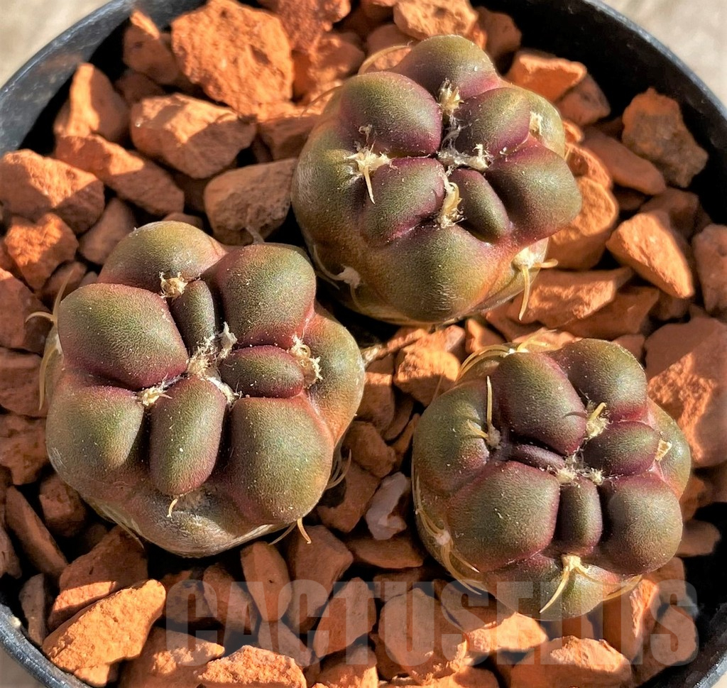 SHPR33633 Cintia knizei, 3 plants - Image 2