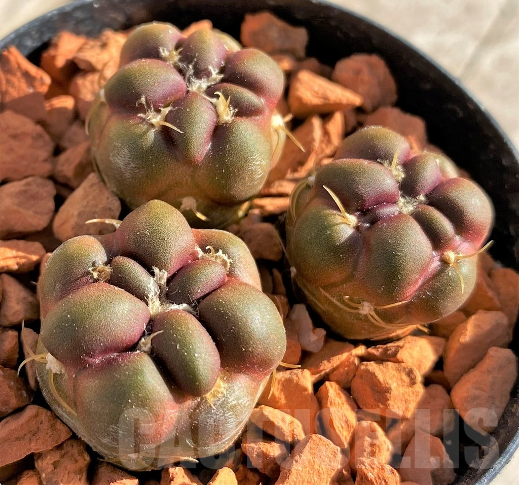 SHPR33633 Cintia knizei, 3 plants