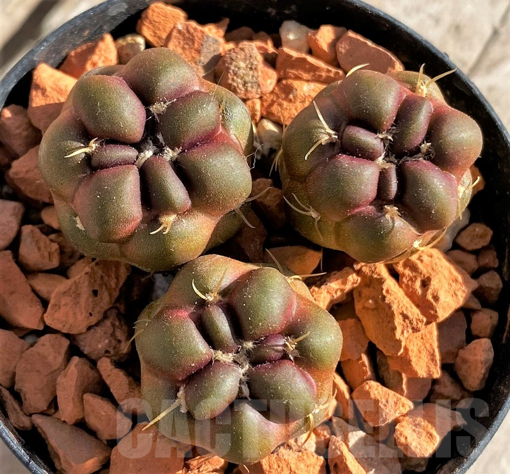 SHPR33634 Cintia knizei, 3 plants