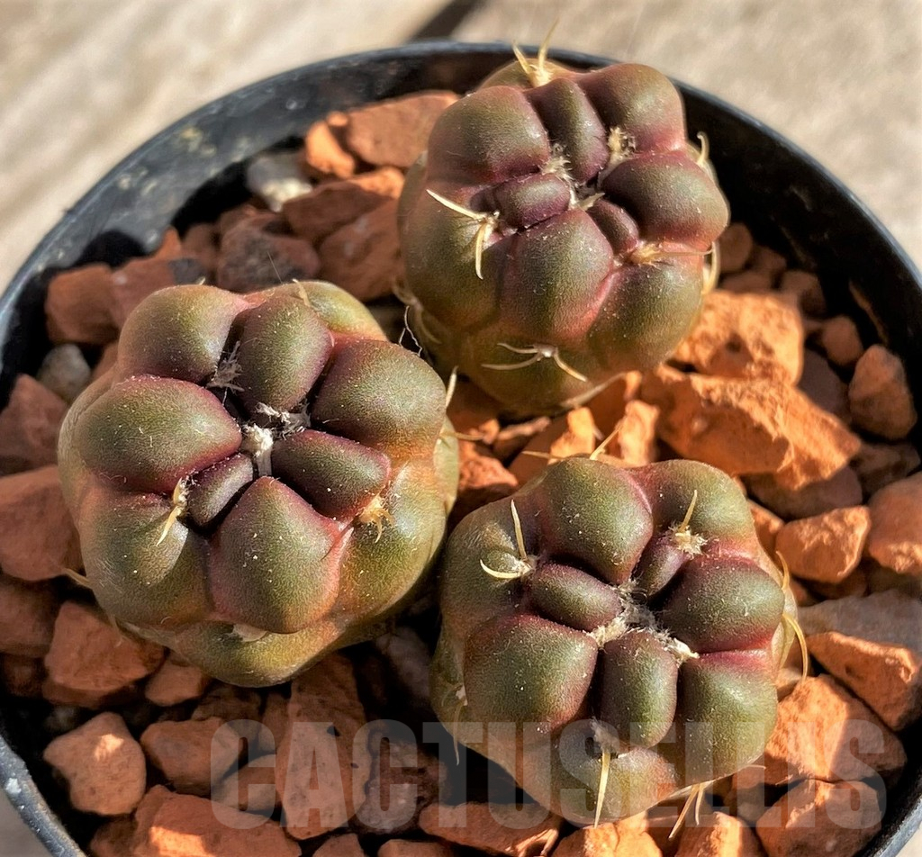 SHPR33634 Cintia knizei, 3 plants - Image 2