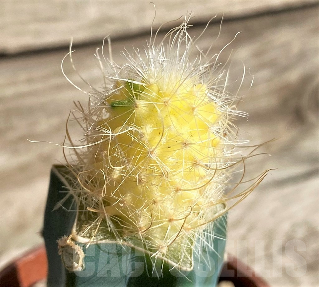 SHPR33635 Echinofossulocactus multicostatus f. variegata, grafted