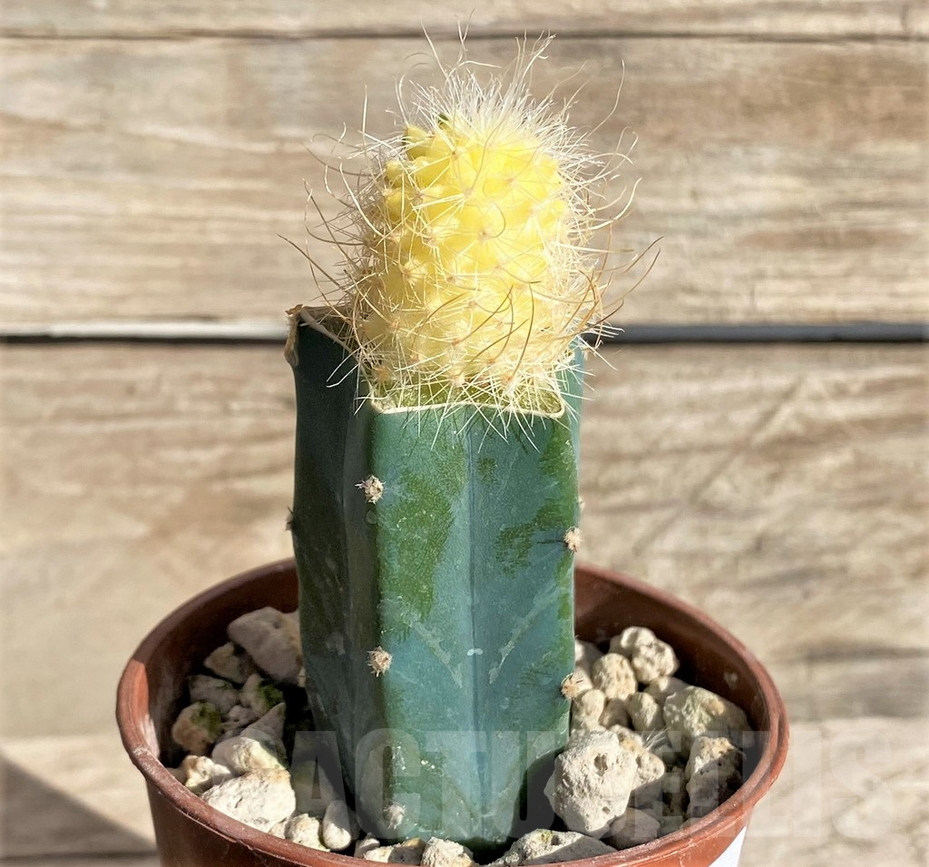 SHPR33635 Echinofossulocactus multicostatus f. variegata, grafted - Image 2