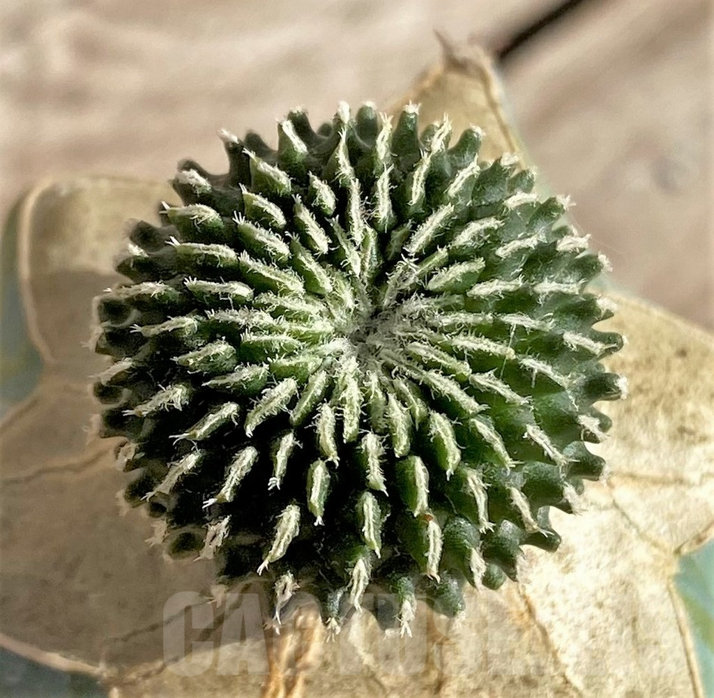 SHPR33636 Pelecyphora pseudopectinata 'inermis'