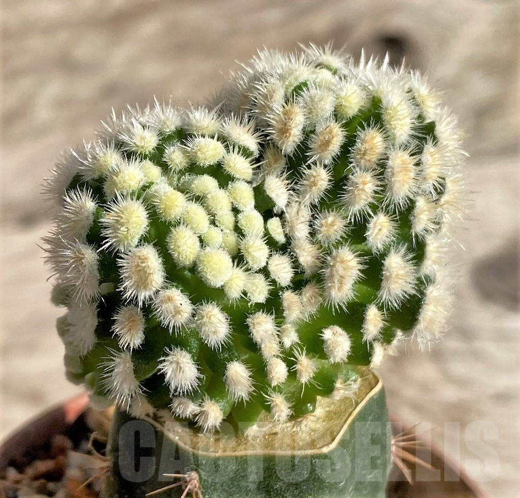 SHPR33637 Mammillaria duwei monstrosa, grafted - Image 2