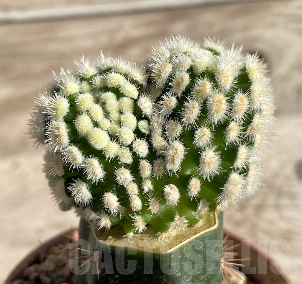 SHPR33637 Mammillaria duwei monstrosa, grafted