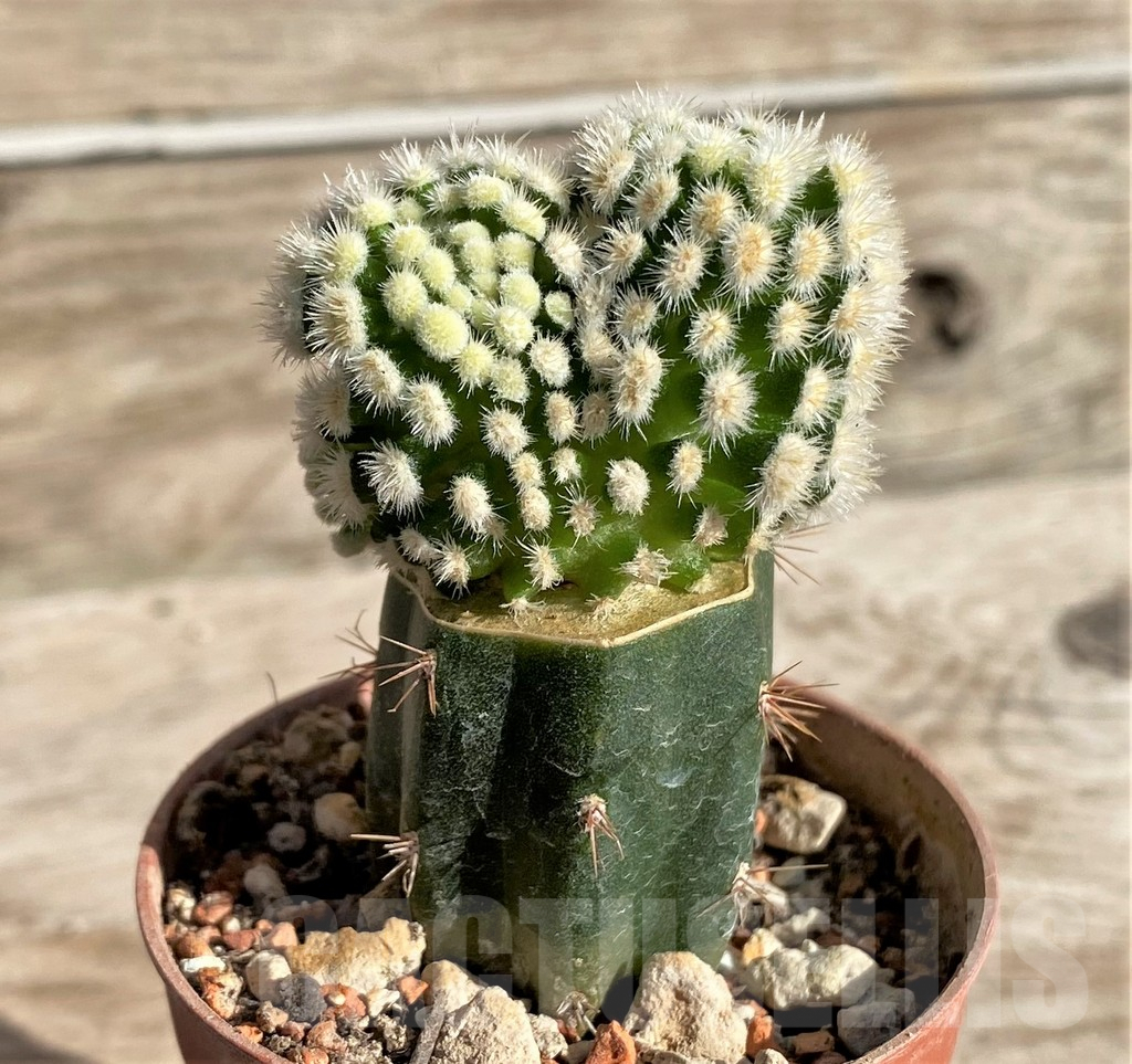 SHPR33637 Mammillaria duwei monstrosa, grafted - Image 3