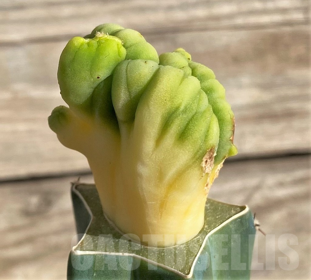 SHPR33639 Trichocereus bridgesii f. cristata, grafted - Imagen 2