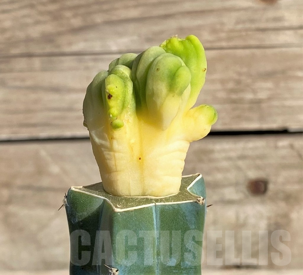 SHPR33639 Trichocereus bridgesii f. cristata, grafted