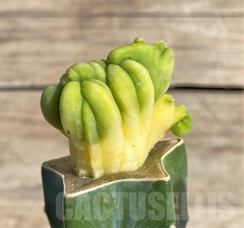 SHPR33640 Trichocereus bridgesii f. cristata, grafted