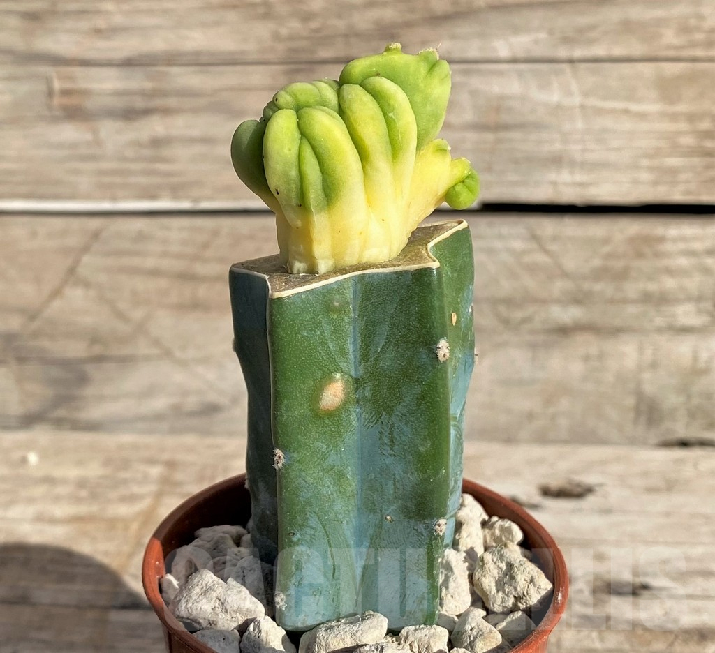 SHPR33640 Trichocereus bridgesii f. cristata, grafted - Imagen 2