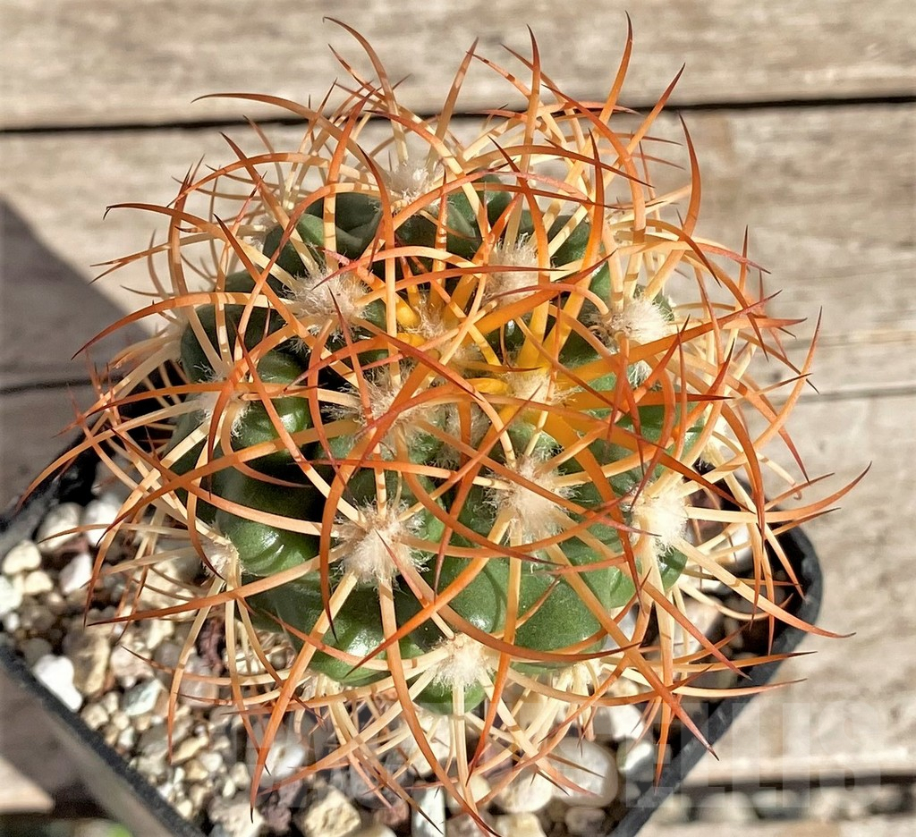 SHPR33649 Discocactus zehntneri ssp. mirohalfarii MH910, grafted -Canyon Rio Poty-