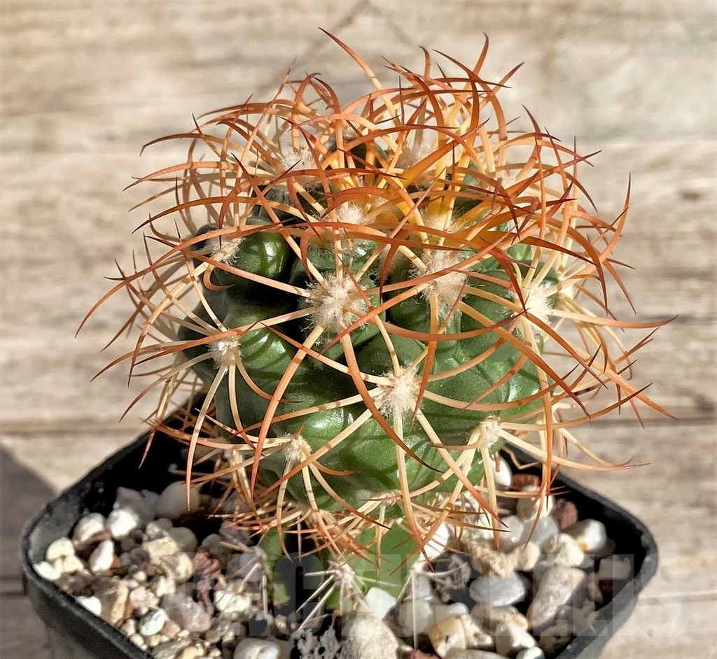 SHPR33649 Discocactus zehntneri ssp. mirohalfarii MH910, grafted -Canyon Rio Poty- - Image 2