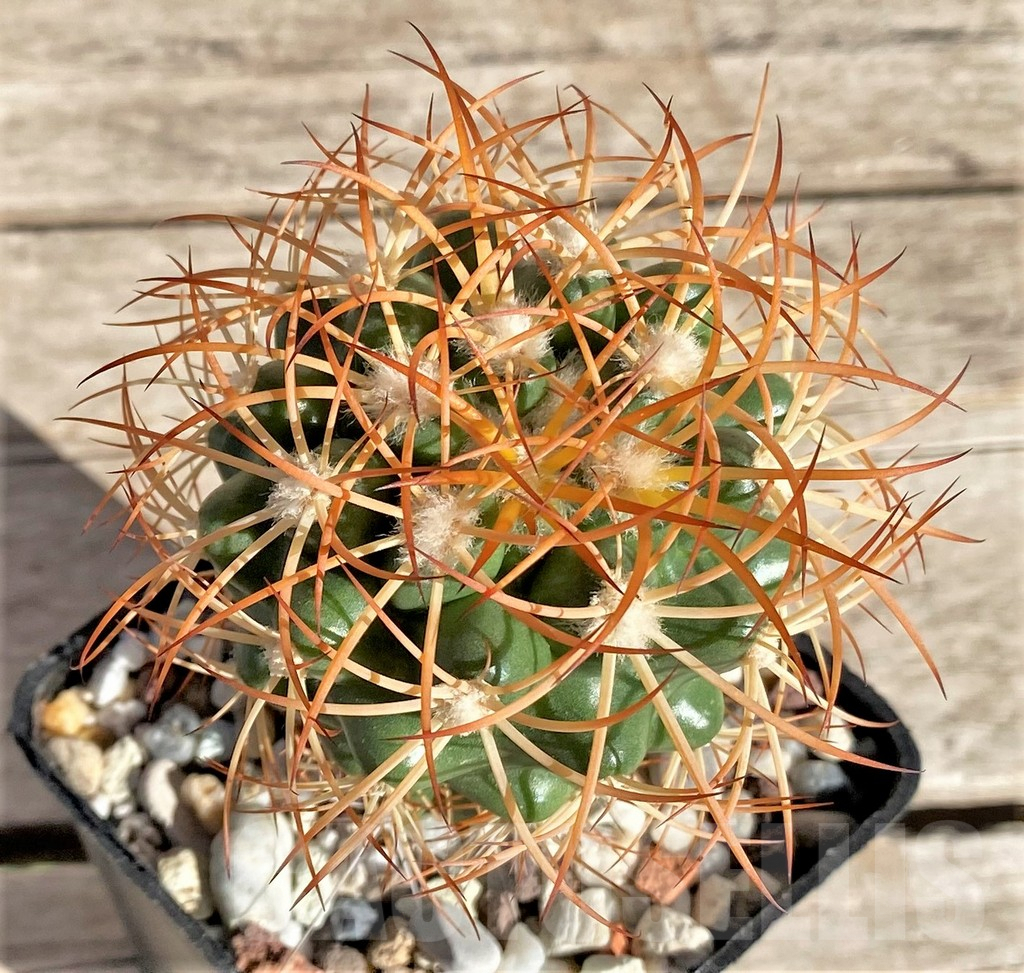 SHPR33650 Discocactus zehntneri ssp. mirohalfarii MH910, grafted -Canyon Rio Poty-