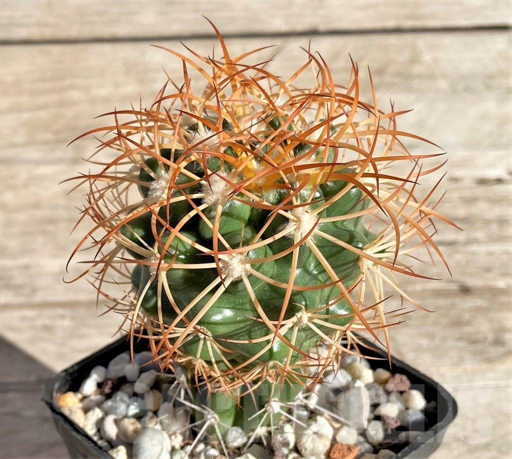 SHPR33650 Discocactus zehntneri ssp. mirohalfarii MH910, grafted -Canyon Rio Poty- - Image 2