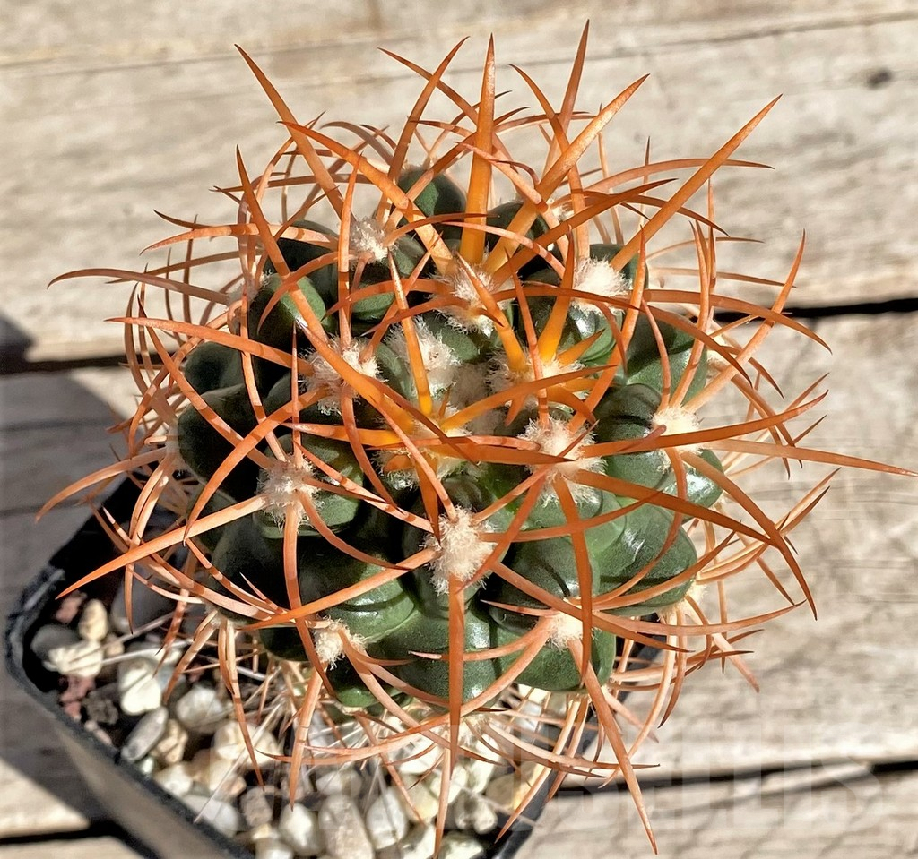 SHPR33653 Discocactus zehntneri ssp. mirohalfarii MH911, grafted -Canyon Rio Poty-