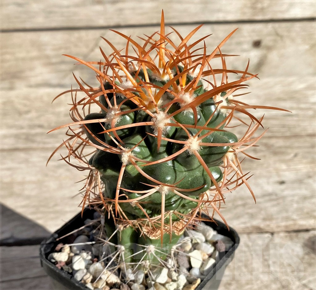 SHPR33653 Discocactus zehntneri ssp. mirohalfarii MH911, grafted -Canyon Rio Poty- - Image 2