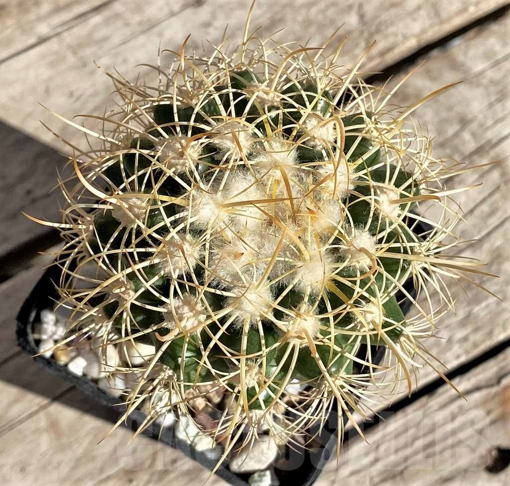 SHPR33691 Discocactus zehntneri aff. new form direction Maragobigi MH 835, grafted -425 m/m Bahia, Brazilia-