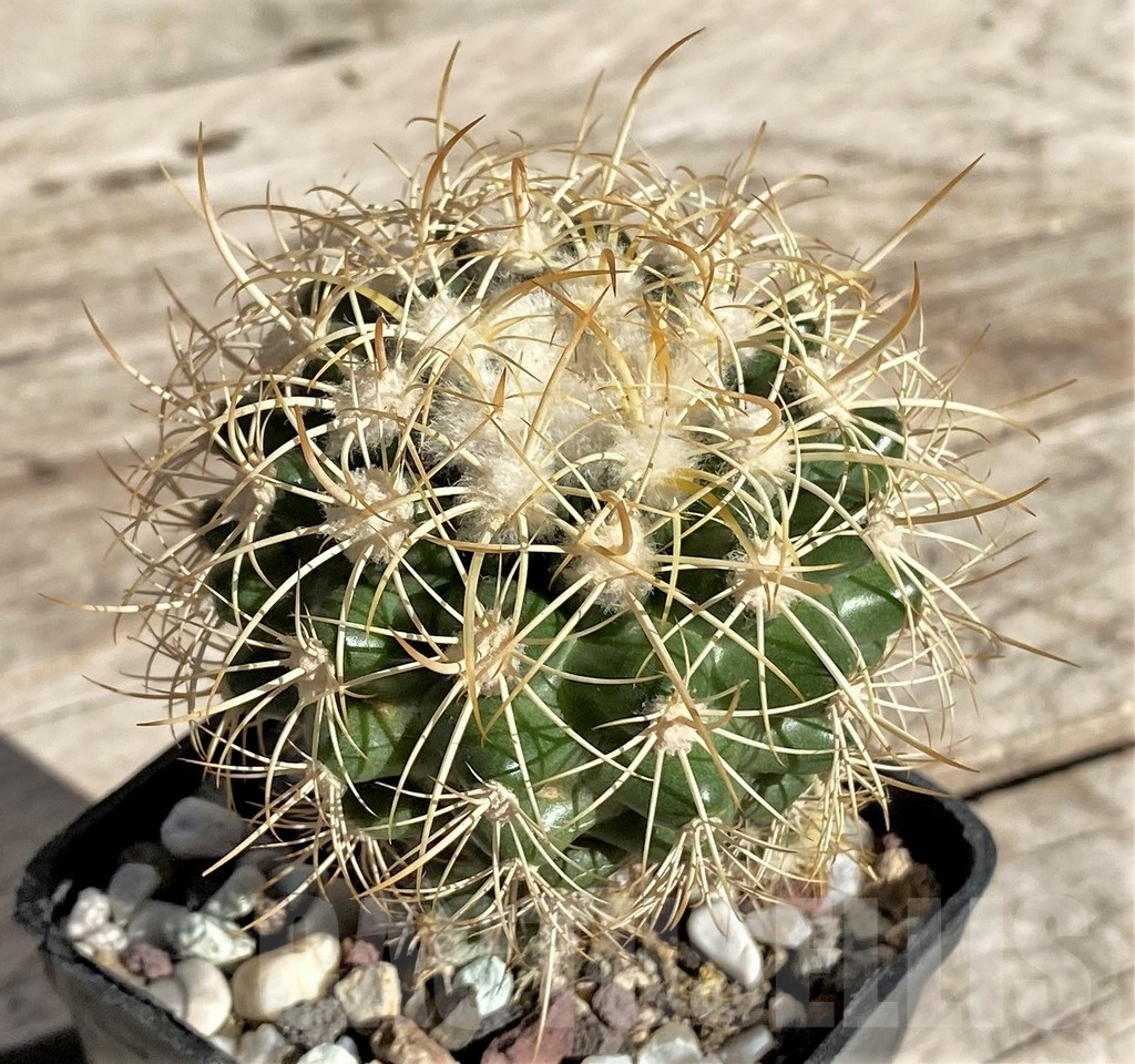 SHPR33691 Discocactus zehntneri aff. new form direction Maragobigi MH 835, grafted -425 m/m Bahia, Brazilia- - Image 2