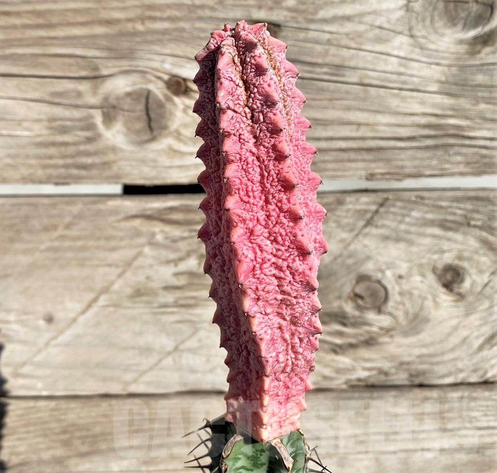 SHPR33808 Euphorbia abdelkuri 'Damask', grafted