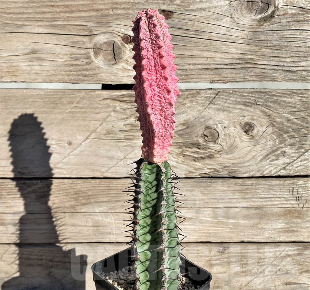 SHPR33808 Euphorbia abdelkuri 'Damask', grafted - Image 2