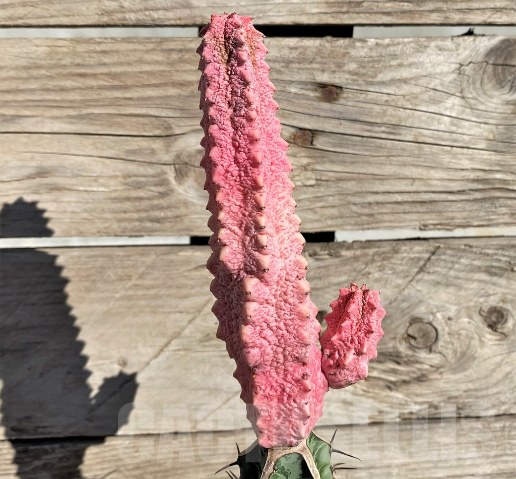 SHPR33810 Euphorbia abdelkuri 'Damask', grafted