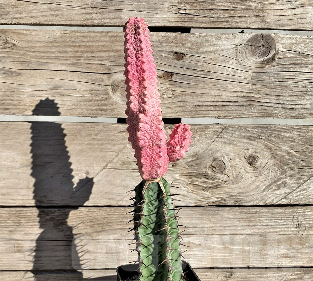 SHPR33810 Euphorbia abdelkuri 'Damask', grafted - Image 2