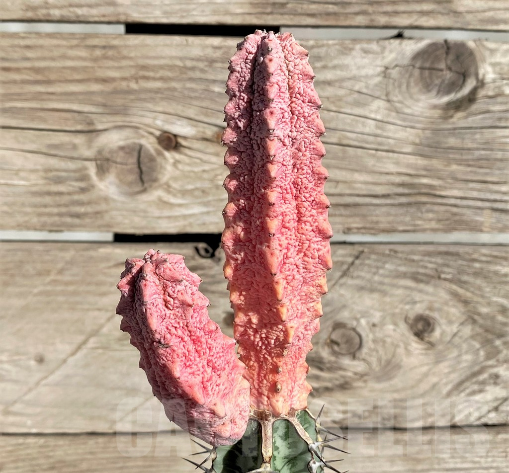 SHPR33812 Euphorbia abdelkuri 'Damask', grafted