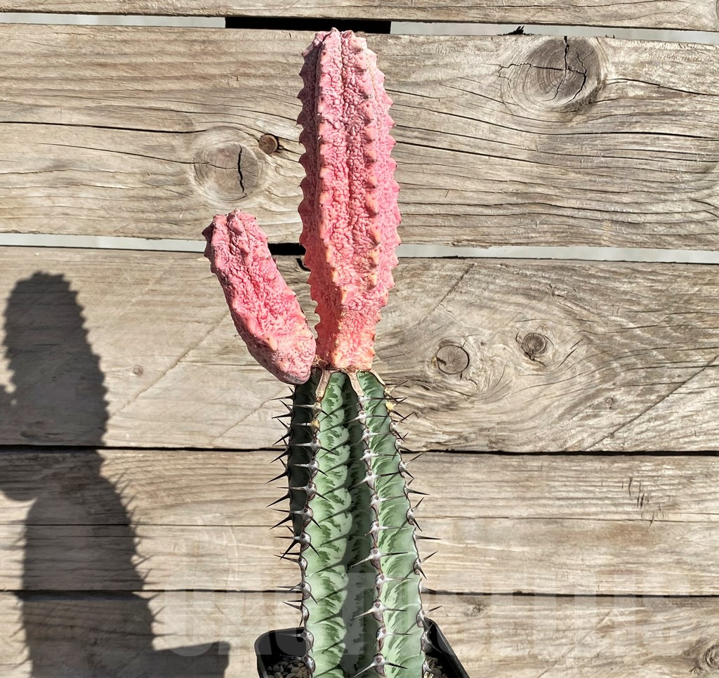 SHPR33812 Euphorbia abdelkuri 'Damask', grafted - Image 2