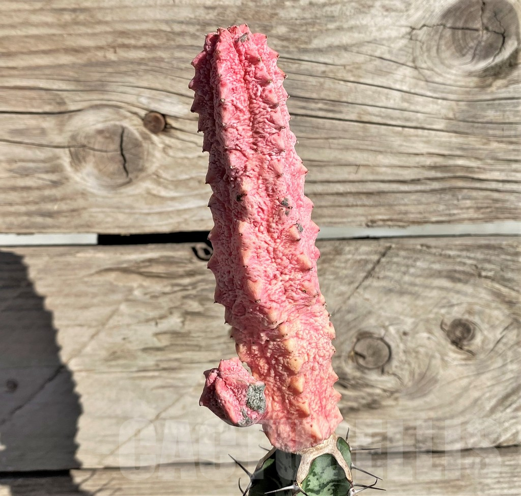 SHPR33813 Euphorbia abdelkuri 'Damask', grafted