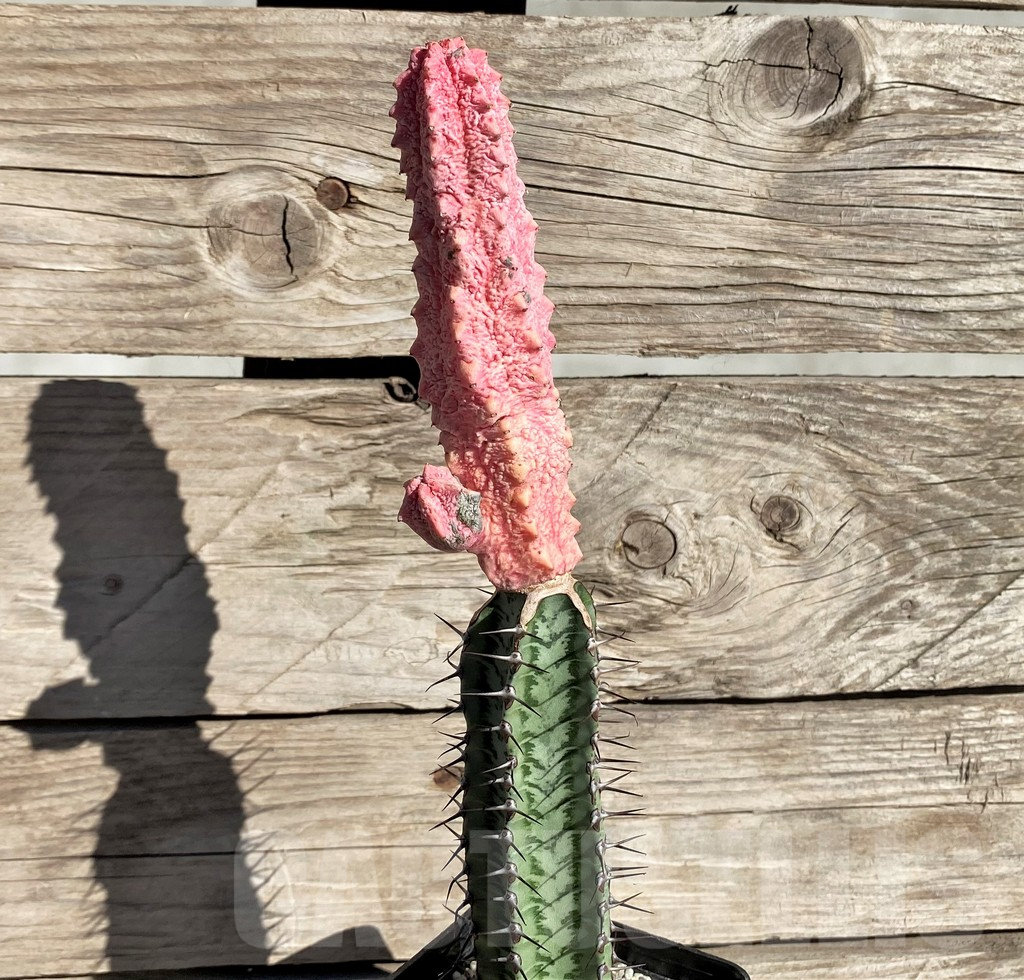 SHPR33813 Euphorbia abdelkuri 'Damask', grafted - Image 2