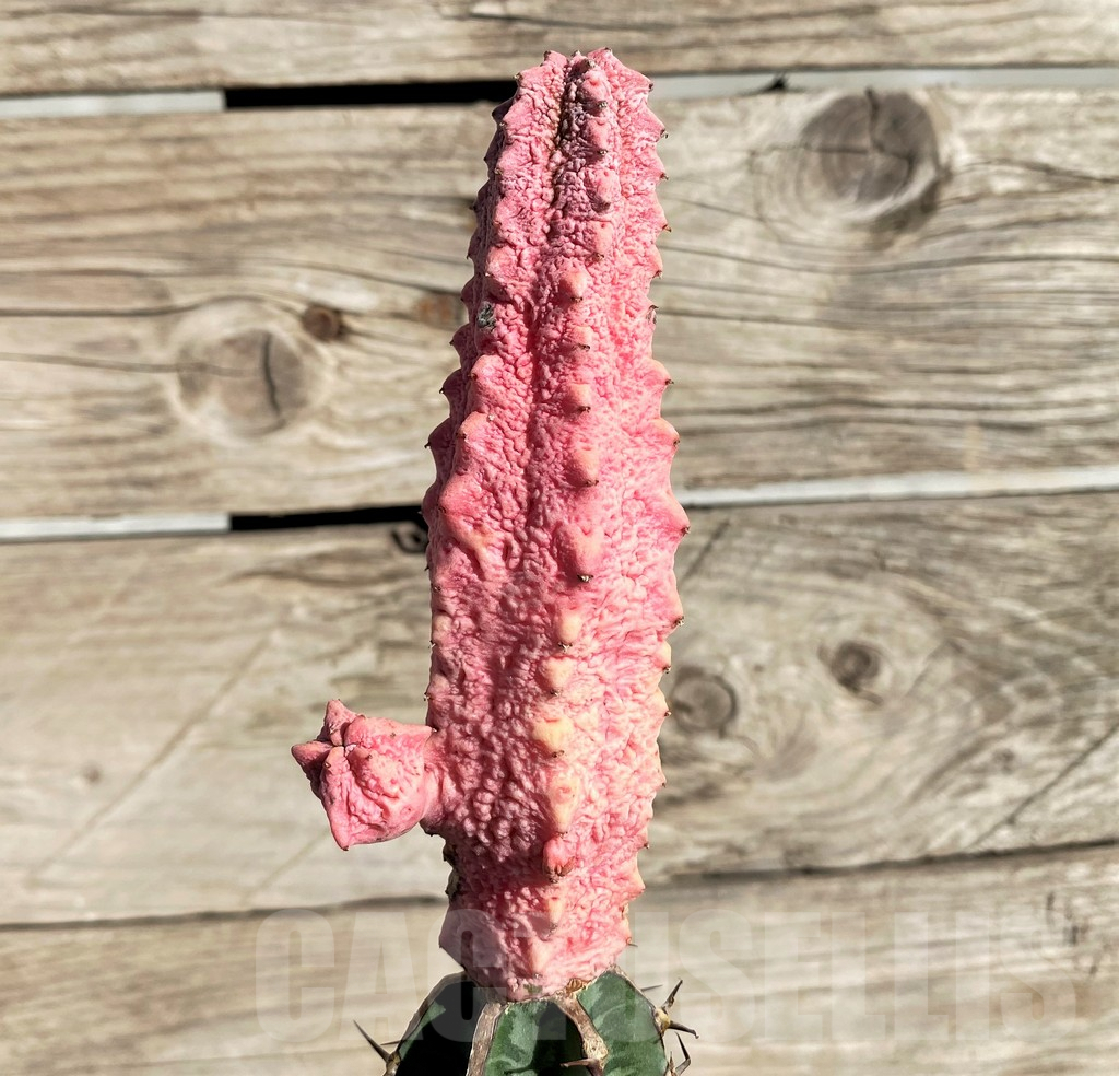 SHPR33814 Euphorbia abdelkuri 'Damask', grafted