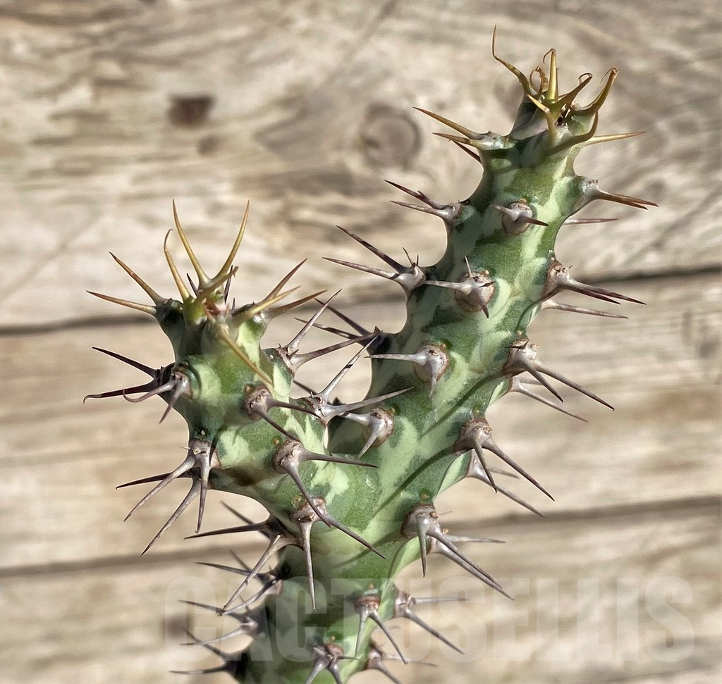 SHPR33815 Euphorbia horwoodii, grafted