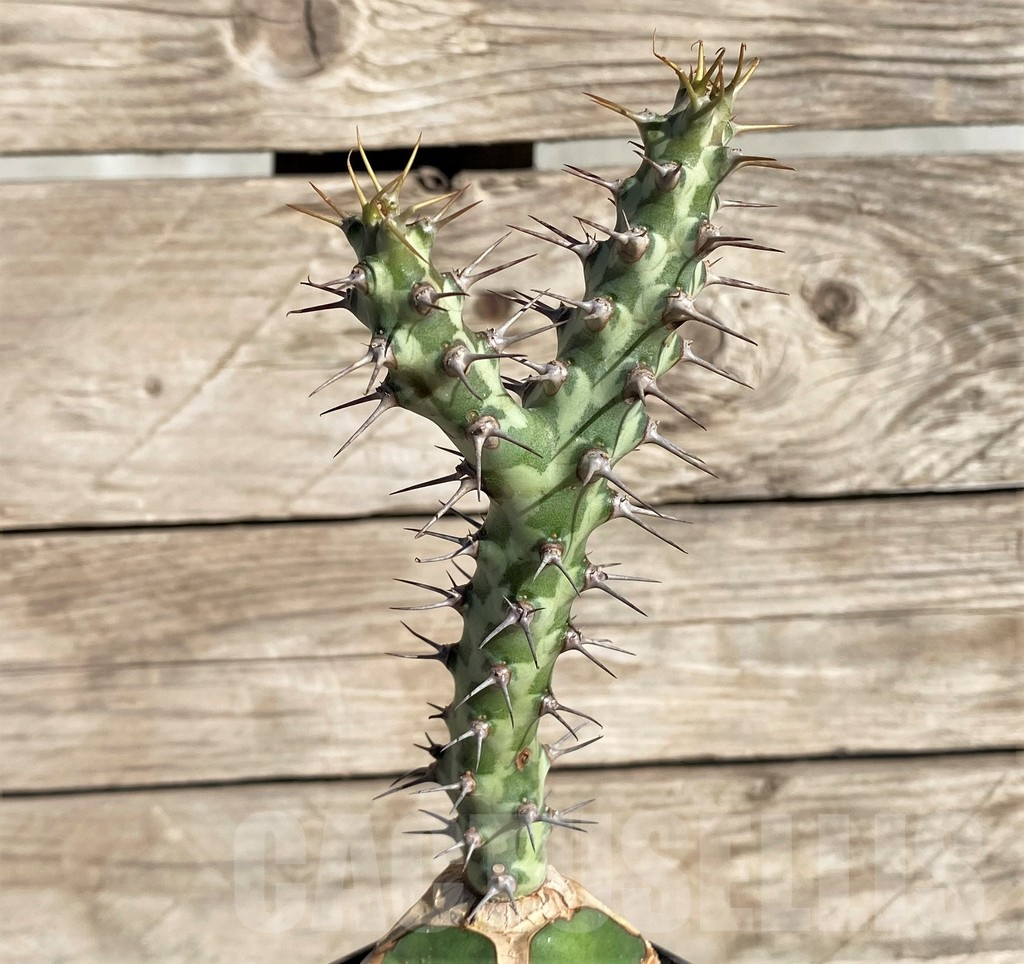 SHPR33815 Euphorbia horwoodii, grafted - Imagen 2