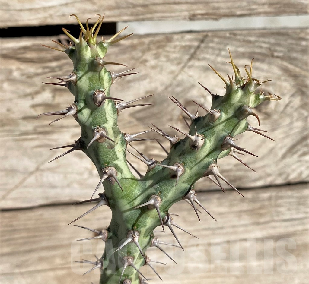 SHPR33816 Euphorbia horwoodii, grafted