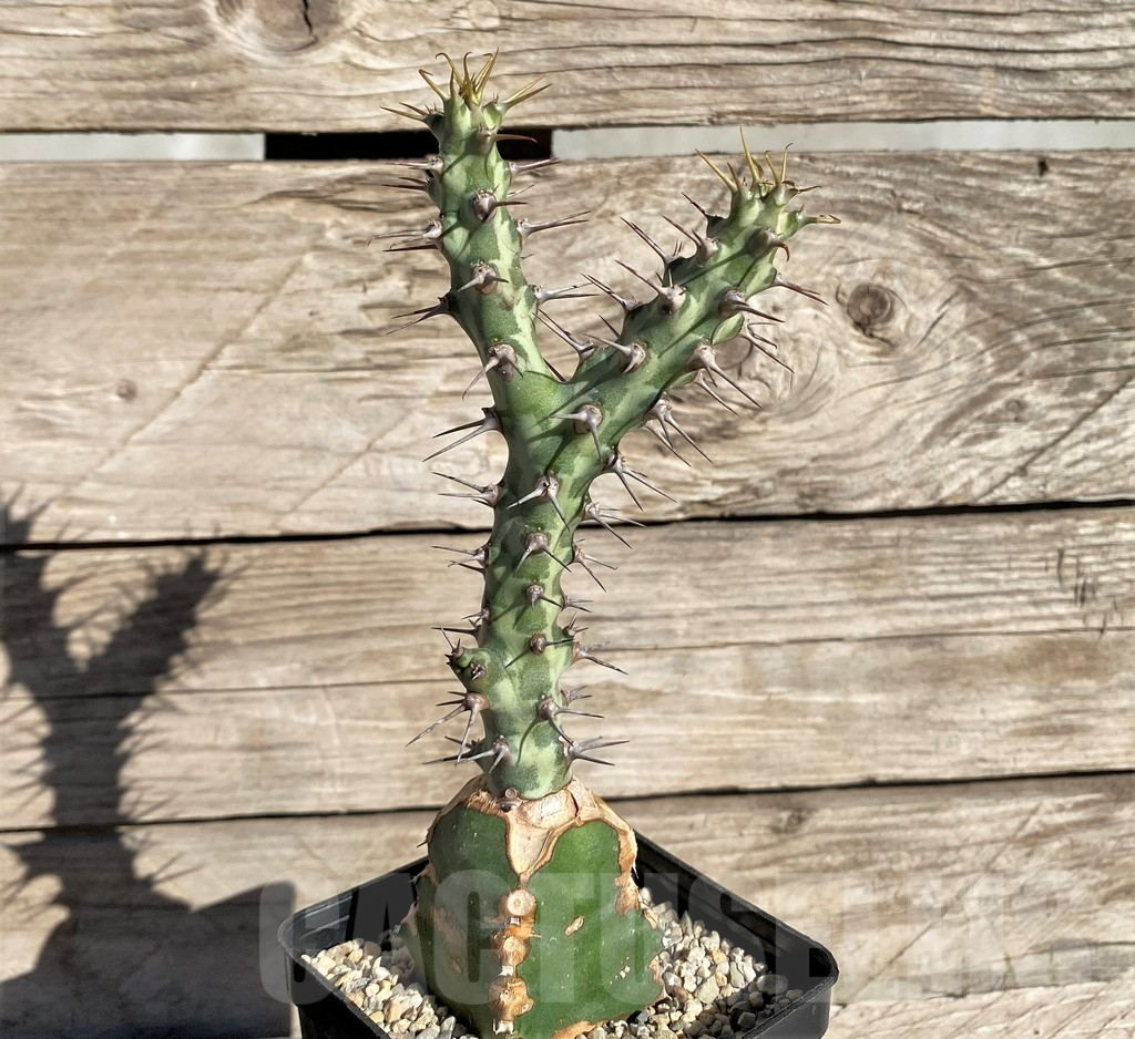 SHPR33816 Euphorbia horwoodii, grafted - Image 2