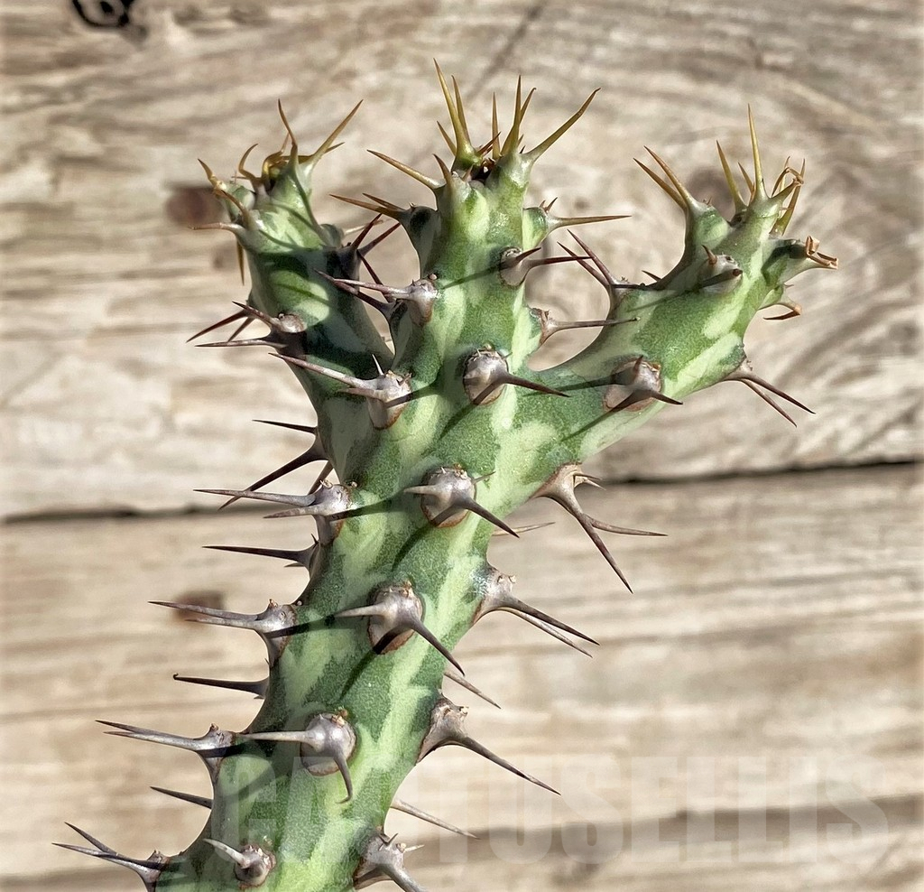 SHPR33817 Euphorbia horwoodii, grafted