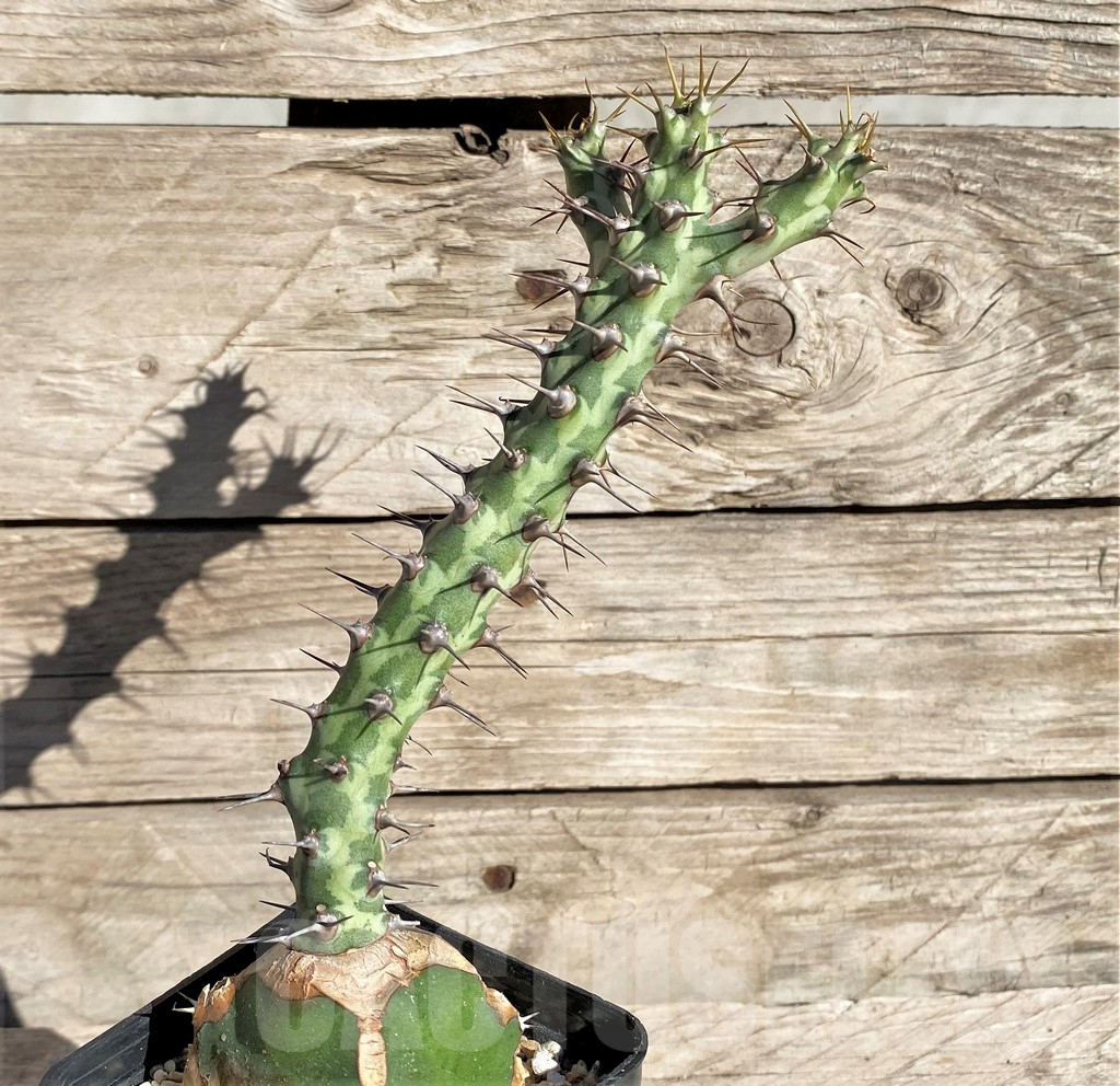 SHPR33817 Euphorbia horwoodii, grafted - Image 2