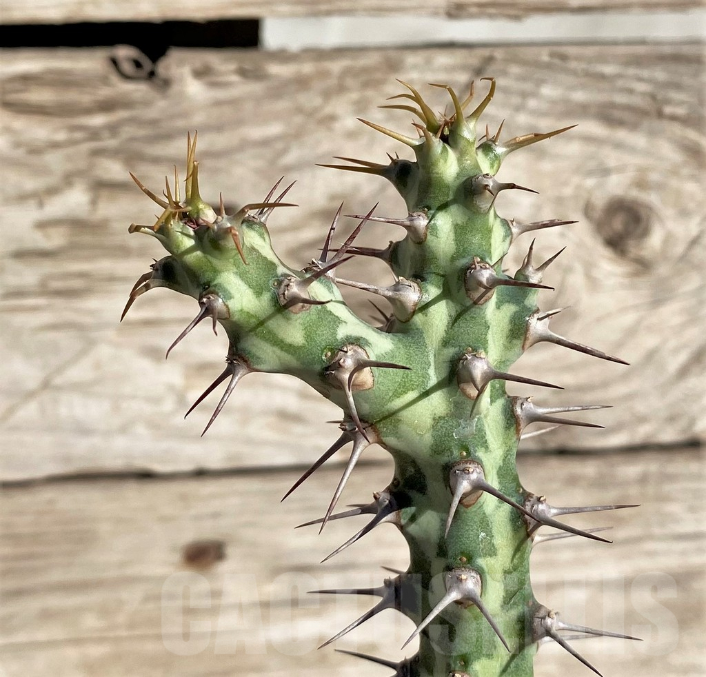SHPR33818 Euphorbia horwoodii, grafted