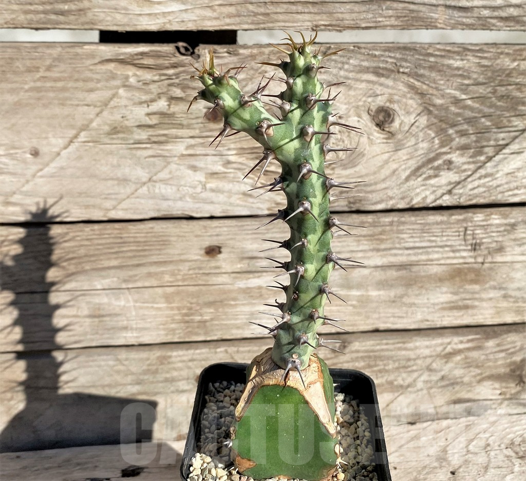 SHPR33818 Euphorbia horwoodii, grafted - Image 2