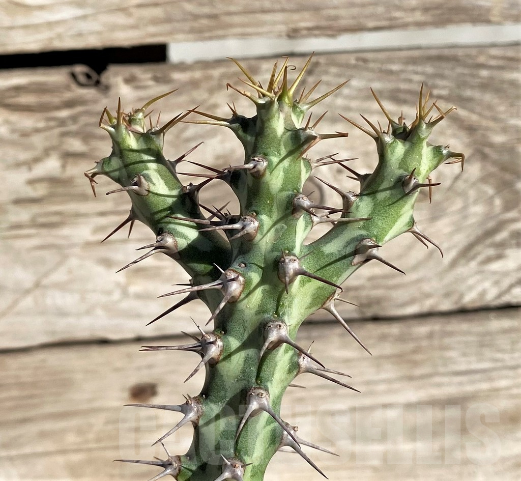 SHPR33819 Euphorbia horwoodii, grafted