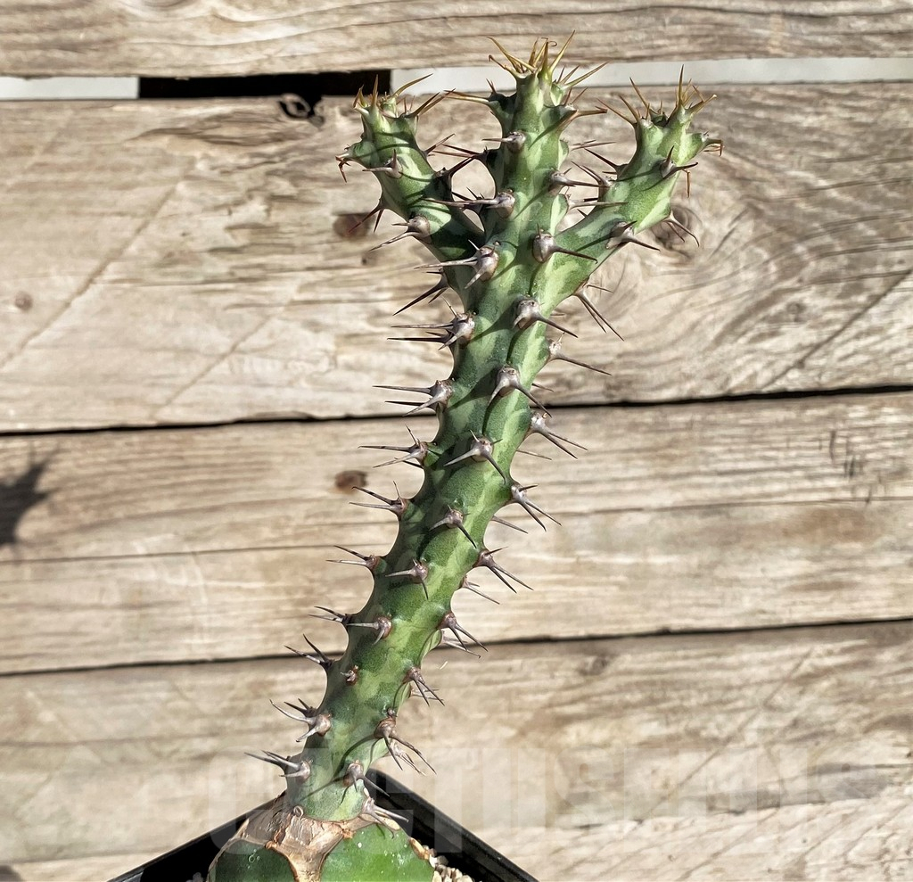 SHPR33819 Euphorbia horwoodii, grafted - Image 2