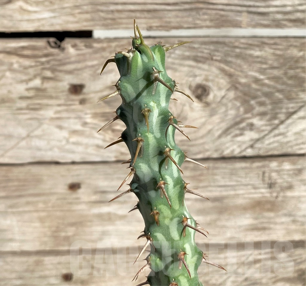 SHPR33820 Euphorbia erigavensis, grafted
