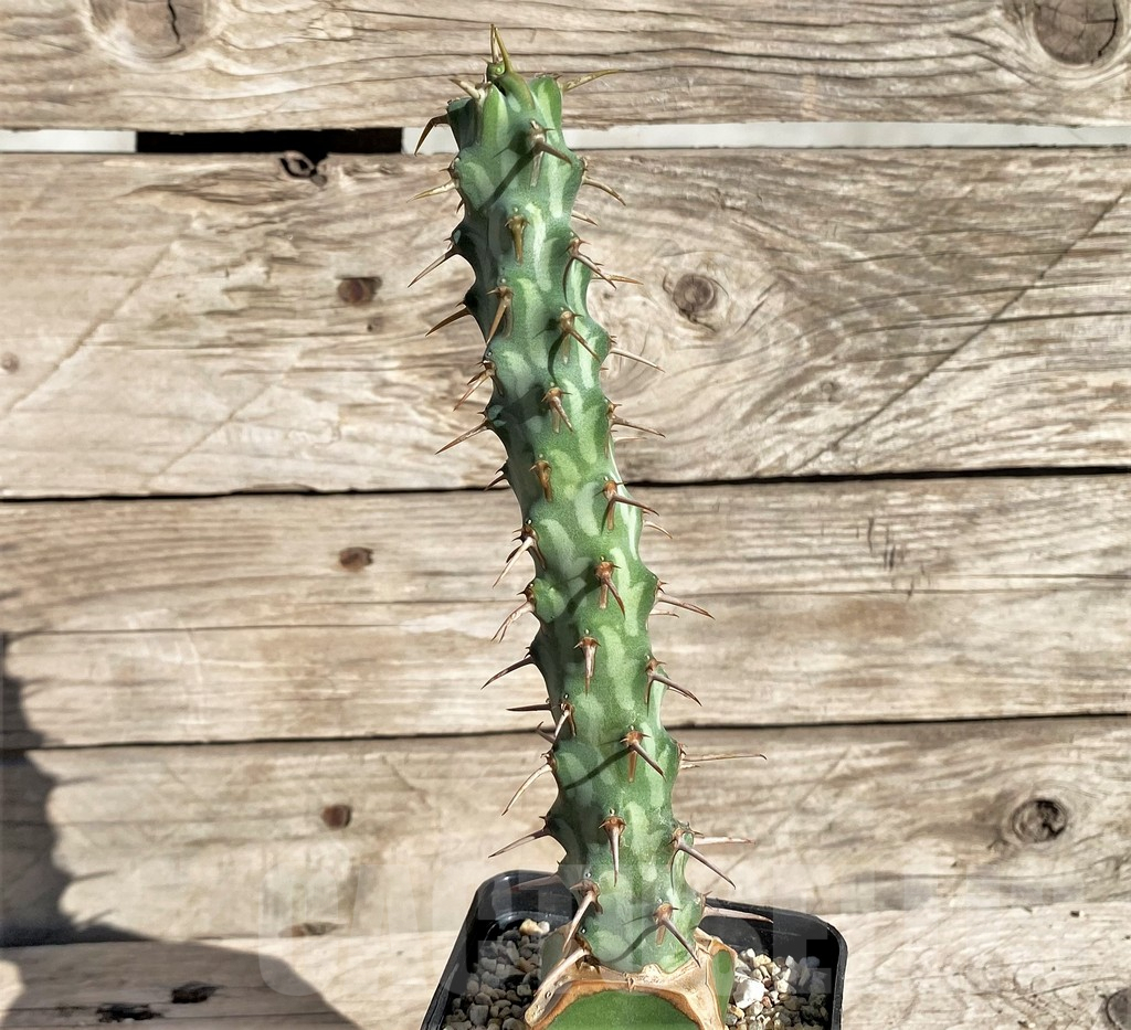 SHPR33820 Euphorbia erigavensis, grafted - Obrázek 2