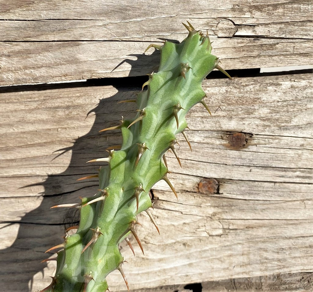 SHPR33822 Euphorbia erigavensis, grafted