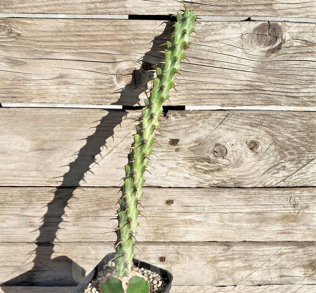 SHPR33822 Euphorbia erigavensis, grafted - immagine 2