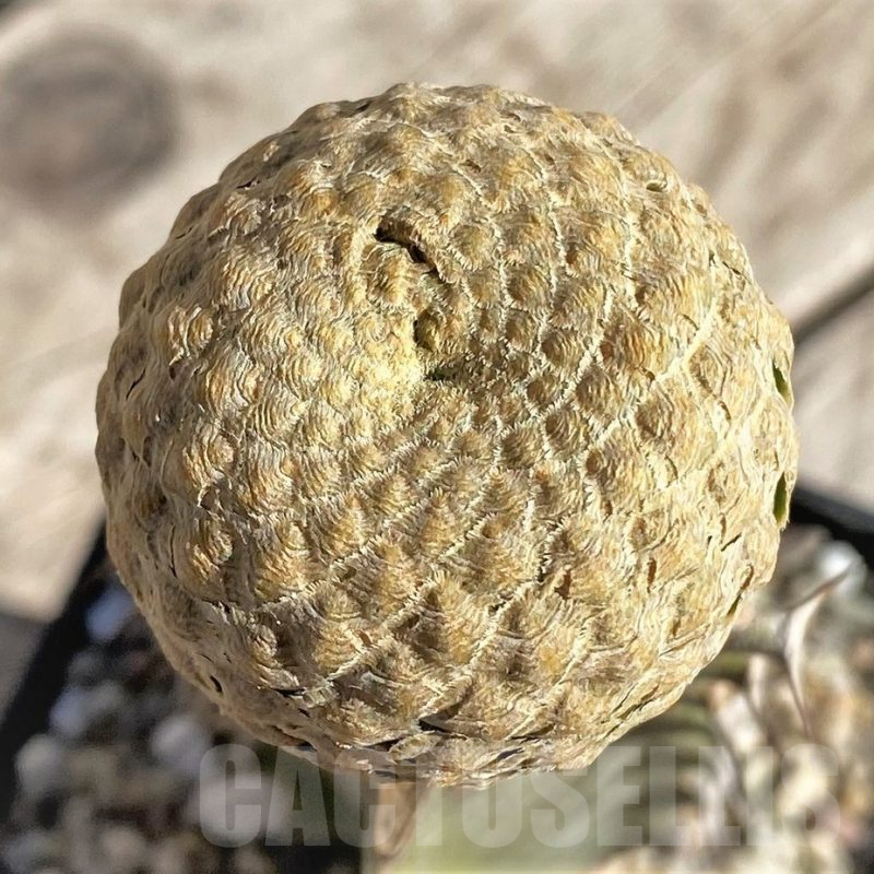 SHPR33825 Euphorbia piscidermis, grafted