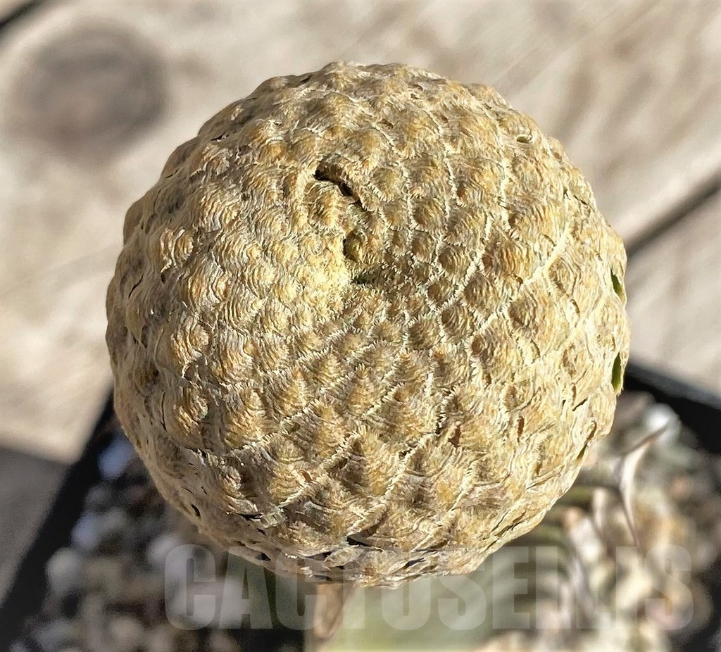 SHPR33825 Euphorbia piscidermis, grafted