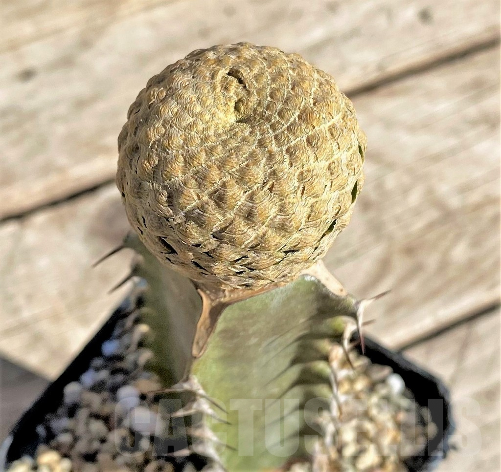 SHPR33825 Euphorbia piscidermis, grafted - Image 2